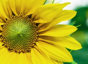 Closeup image of the petals and center of a sunflower