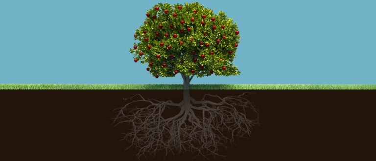 AT fruit tree 768x330