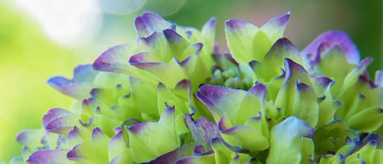 TM Events MIU Aromatherapy Course 768x330